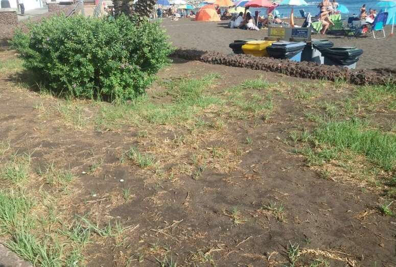 Cs pide al grupo de gobierno que mejore la imagen de los parterres del paseo marítimo de Melenara (Foto TA)